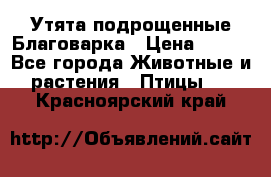 Утята подрощенные Благоварка › Цена ­ 100 - Все города Животные и растения » Птицы   . Красноярский край